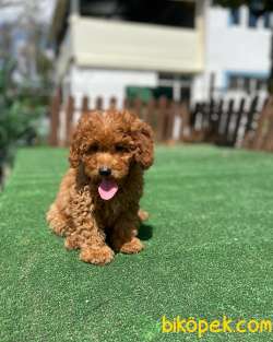 Red Brown Toy Poodle Yavrularimiz Disi Erkek 3