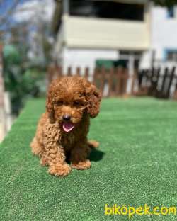 Red Brown Toy Poodle Yavrularimiz Disi Erkek 2