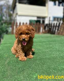 Red Brown Toy Poodle Yavrularimiz Disi Erkek 1