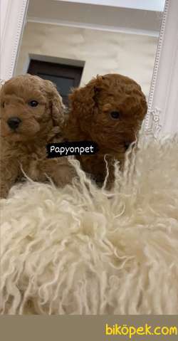 Red Brown Toy Poodle Yavrumuz 2