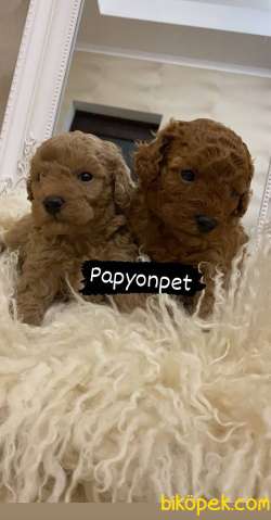 Red Brown Toy Poodle Yavrumuz 1