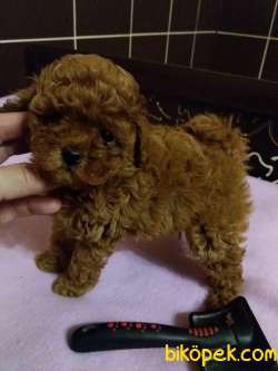 Red Brown Toy Poodle Yavrumuz 4
