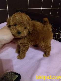 Red Brown Toy Poodle Yavrumuz 3