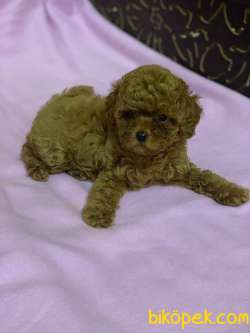 Red Brown Toy Poodle Yavrumuz 5