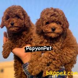 Ücretli Red Brown Toy Poodle Yavrumuz 1