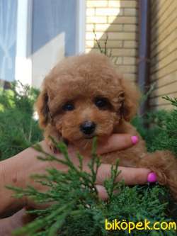 Ücretli Red Brown Toy Poodle Yavrumuz 5