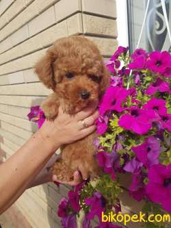 Ücretli Red Brown Toy Poodle Yavrumuz 4