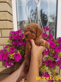 Ücretli Red Brown Toy Poodle Yavrumuz 2