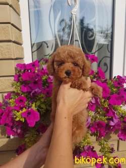 Ücretli Red Brown Toy Poodle Yavrumuz 3