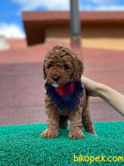 Red Brown Toy Poodle Yavrumuz 5