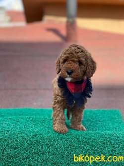 Red Brown Toy Poodle Yavrumuz 2