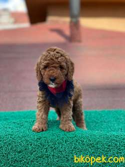 Red Brown Toy Poodle Yavrumuz 4