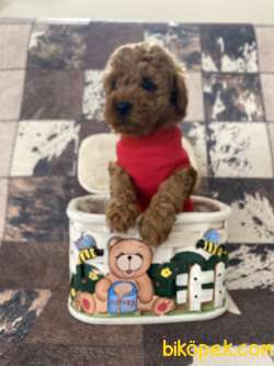 Red Brown Toy Poodle Yavrumuz 3