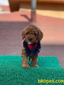 Red Brown Toy Poodle Yavrumuz 1