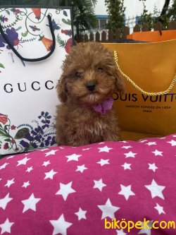 Red Brown Toy Ve Tea Cup Poodle Yavrular 2