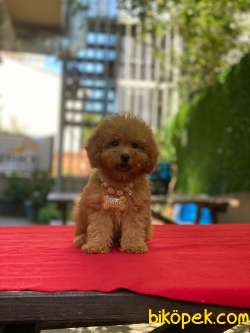 Red Brown ToyPoodle Yavrularımız 2