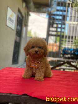 Red Brown ToyPoodle Yavrularımız 4