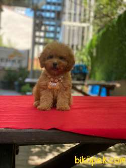 Red Brown ToyPoodle Yavrularımız 5