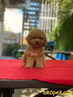 Red Brown ToyPoodle Yavrularımız 3