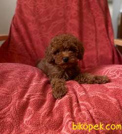 Red Brown Tuvalet Eğitimli Toy Poodle 2