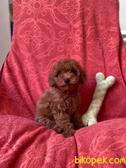 Red Brown Tuvalet Eğitimli Toy Poodle