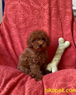 Red Brown Tuvalet Eğitimli Toy Poodle 3
