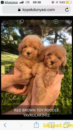 RED BROWN VE APRİCOT POODLE YAVRULAR 1