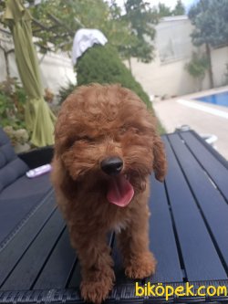 RED BROWN VE APRİCOT TOY POODLE YAVRULARI 1