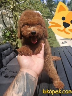 RED BROWN VE APRİCOT TOY POODLE YAVRULARI 3
