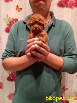 Red Brown Ve Apricot TOY POODLE YAVRULARIMIZ 1