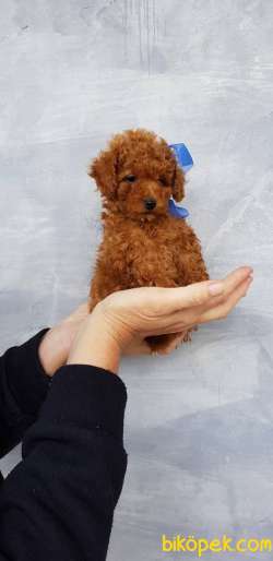 Red Brown Ve Apricot TOY POODLE YAVRULARIMIZ 3