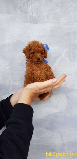 Red Brown Ve Apricot TOY POODLE YAVRULARIMIZ 2