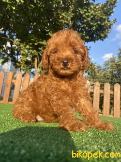RED BROWN XS DİŞİ ERKEK TOY POODLE BEBEKLER 1