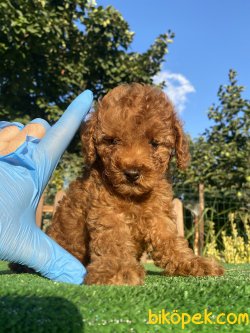 RED BROWN XS DİŞİ ERKEK TOY POODLE BEBEKLER 2