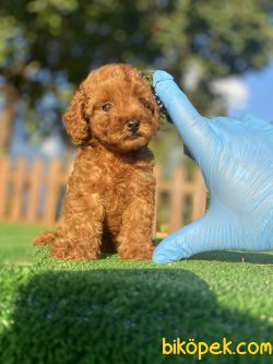 RED BROWN XS DİŞİ ERKEK TOY POODLE BEBEKLER 3