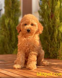 Safkan Toy Poodle Yavruları 1