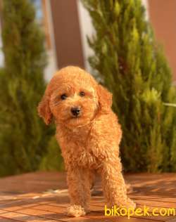 Safkan Toy Poodle Yavruları 3