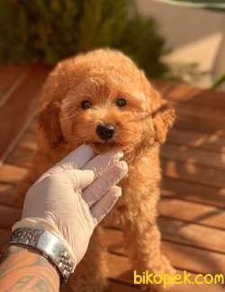 Safkan Toy Poodle Yavruları 2