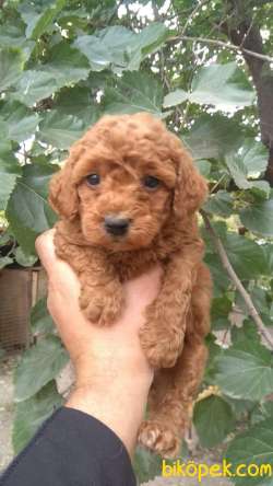 RED BROWNE TOY POODLE BEBEKLERİMİZ 4