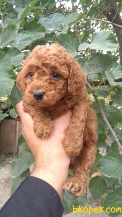 RED BROWNE TOY POODLE BEBEKLERİMİZ 3