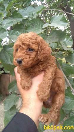 RED BROWNE TOY POODLE BEBEKLERİMİZ