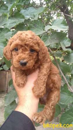 RED BROWNE TOY POODLE BEBEKLERİMİZ 2