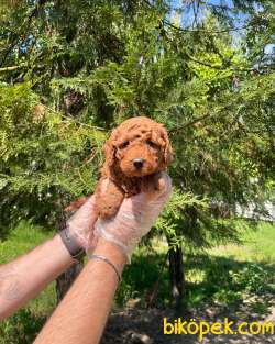 RED BROWNE TOY POODLE YAVRULARI 2