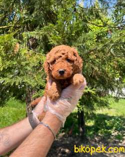RED BROWNE TOY POODLE YAVRULARI 2