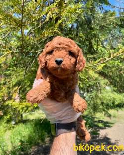 RED BROWNE TOY POODLE YAVRULARI 1