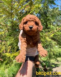 RED BROWNE TOY POODLE YAVRULARI 3