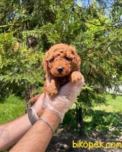 RED BROWNE TOY POODLE YAVRULARI 4