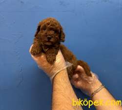 RED BROWNE TOY POODLE YAVRULARIMIZ 3