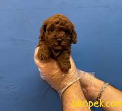 RED BROWNE TOY POODLE YAVRULARIMIZ 1