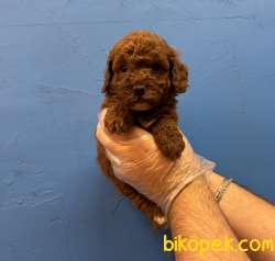 RED BROWNE TOY POODLE YAVRULARIMIZ 4